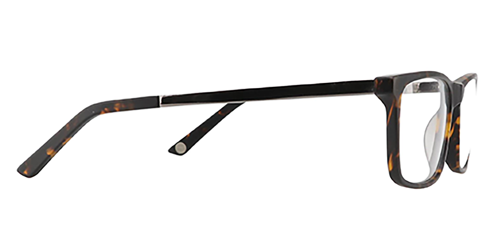 EYE8062-Bligh-tortoise